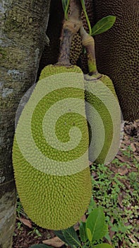 Jackfruit (Artocarpus heterophyllus) close-up view